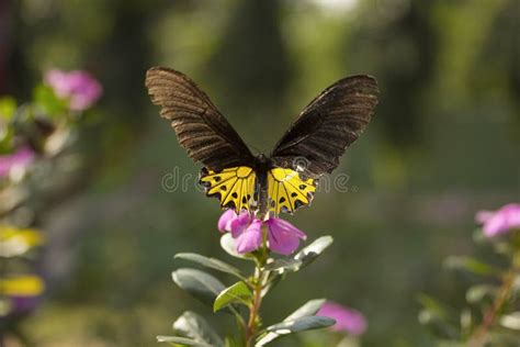 Birdwing Comum Sp De Troides Papilionidae Gumti Tripura Imagem De