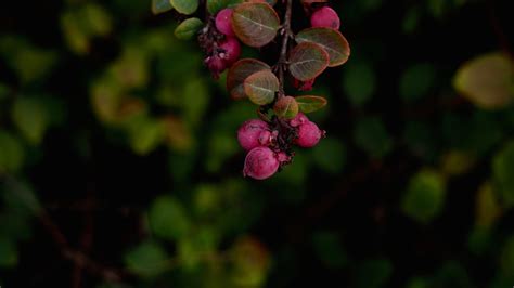 Fotos gratis árbol naturaleza rama flor Fruta baya luz de sol