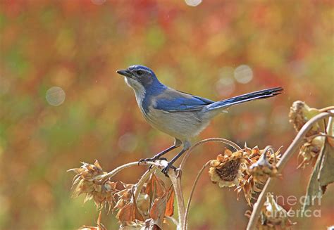 Western Scrub Jay Photograph By Gary Wing Fine Art America