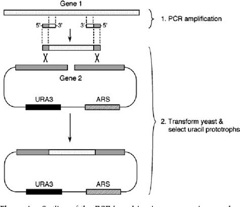 Figure From Interaction Of The Doa Deubiquitinating Enzyme With The