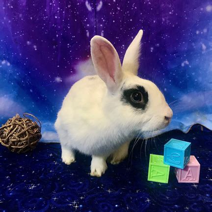 Adoptable bunnies at Rabbit Rescue Shelter