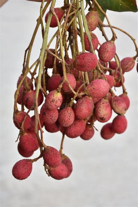 Korlan Fruit Photos Free And Royalty Free Stock Photos From Dreamstime