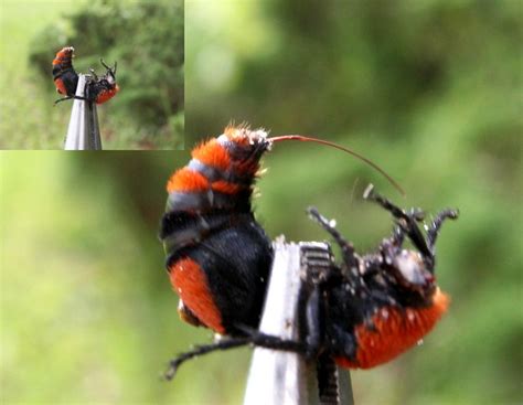 Red Velvet Ant Or Cow Killer Ant Project Noah