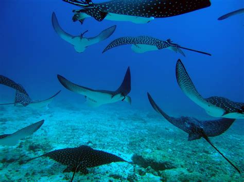 Scuba Diving the Galapagos Islands | RUSHKULT