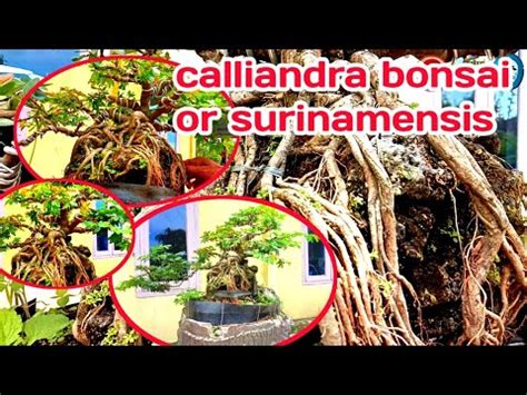 Bonsai Kaliandra Surinamensis Kaliandra Bonsai Surinemensis Daun