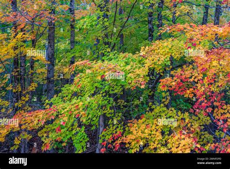 Fall foliage color in the trees of the Wentworth Valley, Nova Scotia ...