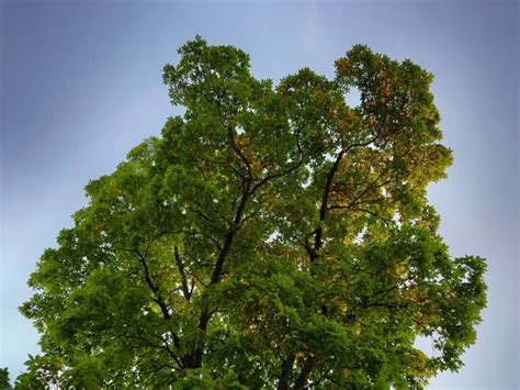 12 Types Of Hickory Trees Native To North America - Hickorytreereport.com