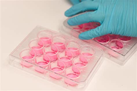 Scientist Working In Laboratory With Cell Culture Well Plate For