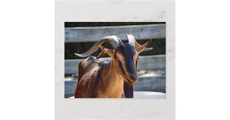 Goat Black Brown Horns Animal Photo Postcard | Zazzle