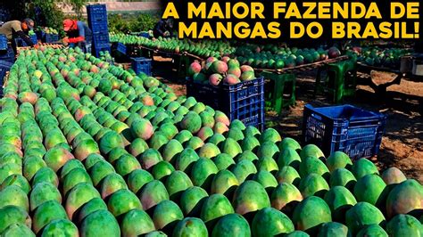 Conhe A A Maior Fazenda De Mangas Do Brasil Inacredit Vel Youtube