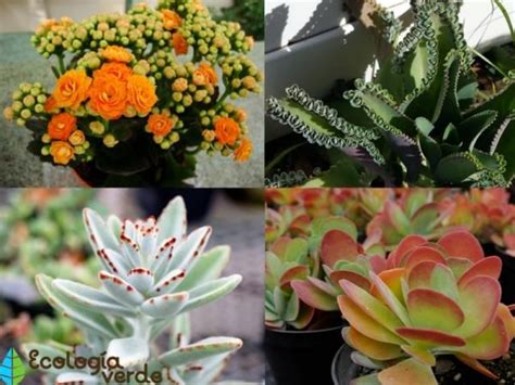 Planta kalanchoe cuidados y para qué sirve Guía completa con vídeo