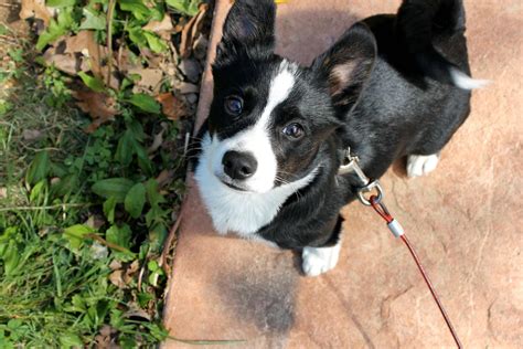 Chihuahua Fox Terrier Corgi Mix - Pets Lovers