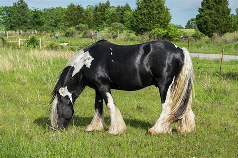 Gypsy Stud Photograph By My Angle On It Photography Fine Art America