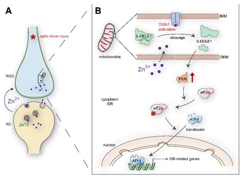 Antioxidants Free Full Text Increased Mobile Zinc Regulates Retinal