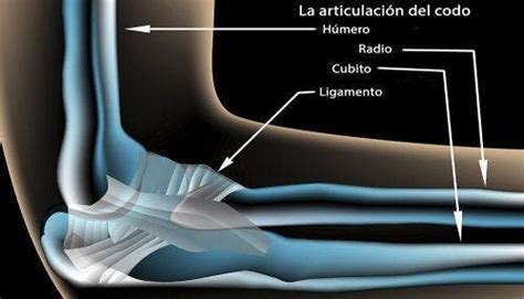 Anatom A Del Codo Conoce Sus Huesos Ligamentos Articulaciones Y