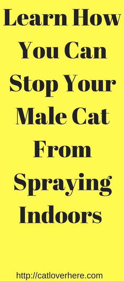 How To Stop A Male Cat From Spraying Without Neutering Cat Pant