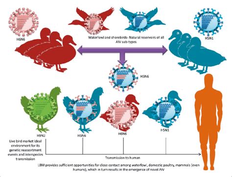 Origin Of H5n6 And Other Avian Influenza Viruses Download