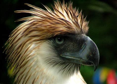 Philippine eagle – the largest eagle in the world | DinoAnimals.com