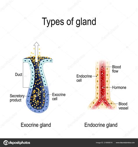 Glandulas Exocrinas E Endocrinas - Diagrama De Glandulas Endocrinas Para Criancas