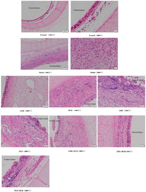 Epithelium And Lamina Propria In The Tracheal Lumen Of All Groups