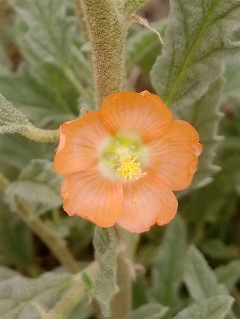 narrowleaf globemallow from Localización 30 377728 107 949379 on