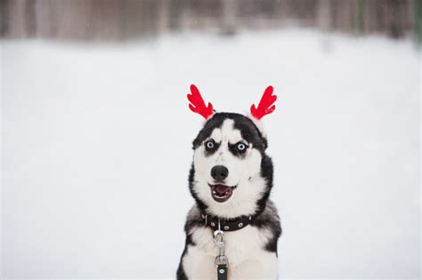 Christmas Siberian Husky Puppy Stock Photo Download Image Now Istock