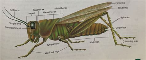 Grasshopper Anatomy Flashcards | Quizlet