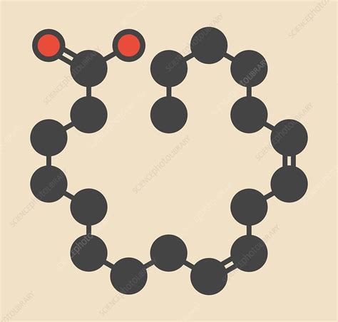 Linoleic Acid Molecule Stock Image F Science Photo Library