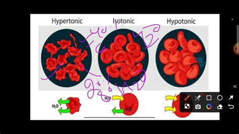 Isotonic Solution Hypertonic Solution Hypotonic Solution Biology