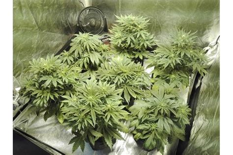 White Widow Automatic Zamnesia Seeds Feminisiert Zamnesia