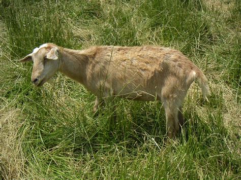 Sickly Goat You Can Tell This Goat Is Sick By The Way It C Flickr