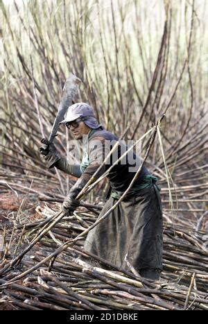 Mechanized Harvesting Plantation Of Cane Sugar Stock Photo Alamy