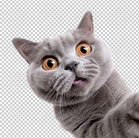 Portrait of british shorthair cat isolated on a transparent background