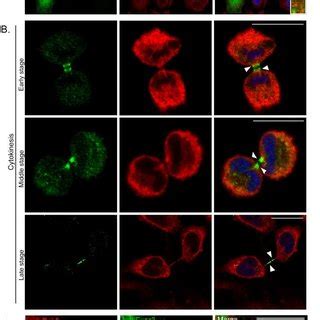 Pdf The Exocyst Complex And Rab Are Required For Abscission By