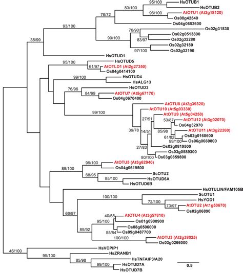 A Phylogenetic Tree For The Otu Proteins From A Thaliana O Sativa