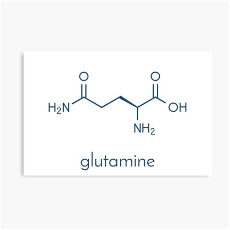 "Glutamine (l-glutamine, Gln, Q) amino acid molecule. Skeletal formula ...