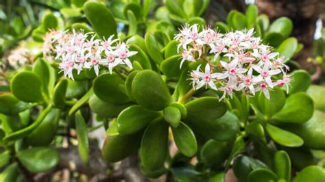 3 Easy Tips To Growing Jade Plants Indoors And Outdoors The Gardening Dad