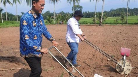 Pesawaran Tambah Produksi Pertanian Lewat Padi Gogo Tribunlampung Co Id