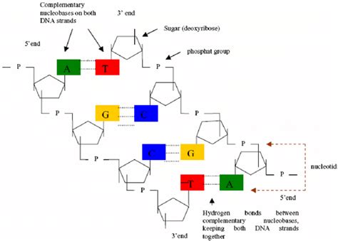 Schematic Representation Of The Dna Molecule Here Only A 4