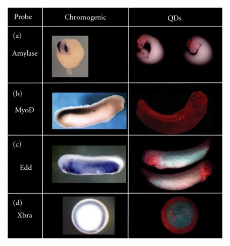 In Situ Hybridization Using Qds Compares Favorably With Chromogenic In