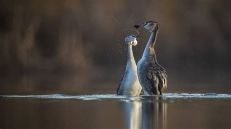 British Wildlife Photography Awards: This year's winning pictures | UK News | Sky News