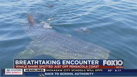 Divers Encounter Whale Shark Near Pensacola Youtube