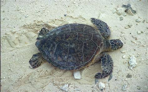 Free Images Beach Nature Sand Wildlife Biology Sea Turtle