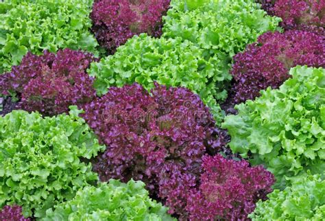 Lechuga Roja Y Verde Junto Imagen De Archivo Imagen De Cubo 41980633