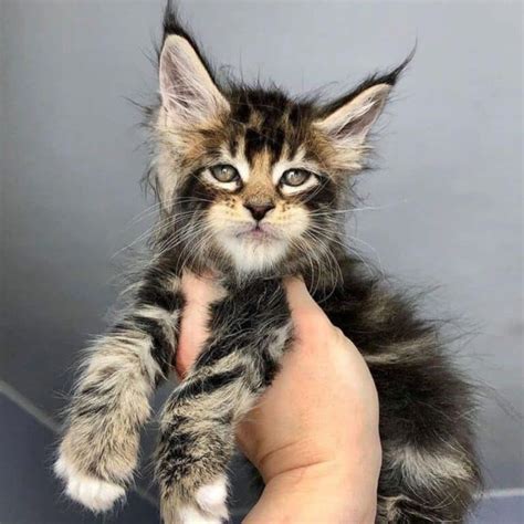 21 Heart Melting Photos Of Maine Coon Kitten Paws