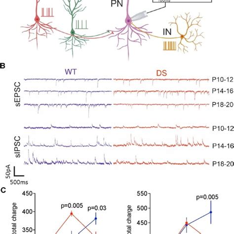 Spontaneous Epsc And Ipsc Charge Transfer To Ca Pyramidal Neurons Are