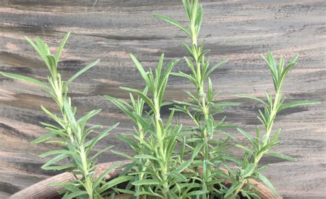 How do I keep my rosemary plant healthy? - Gardening Channel