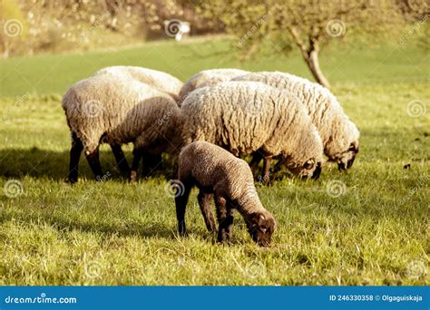 Bando De Ovinos No Campo Ovelhas E Borregos Na Erva Que Se Alimenta De