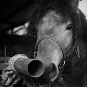 TARG KONI W SKARYSZEWIE film Ratuj konie Fundacja Międzynarodowy