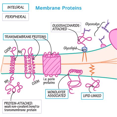 Membrane Proteins Cell Biology Protein Biology Biochemistry